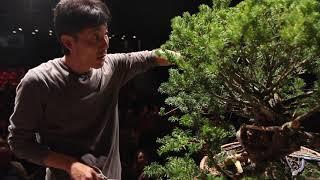 Bonsai demo by Akiyama Minoru and Peter Warren