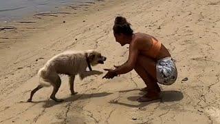 Dog's heartwarming response to rescue