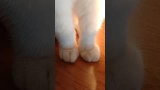 Tiny Paws 🫠 #catsquad #likeandsubscribe