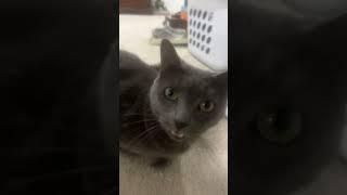 POV you are a cat lover #shorts #cats #cute