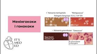 Мікробіологія. Менінгококи і гонококи. Крок тести.