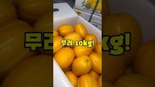 10kg 대용량참외 드디어 나왔습니다! #대용량 #참외 #돌쇠네농산물