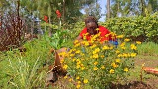 How we keep snakes away from our garden and maintain fresh flowers throughout the year.