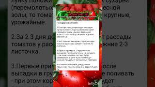 секреты выращивания крупных томатов.