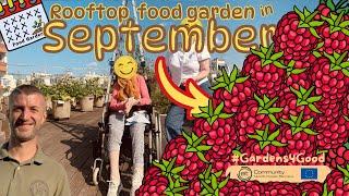 Garden for Alzheimer in September ⇢ After the tomatoes, it's now raspberry season  !