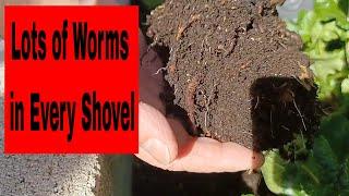 Feed Garden Worms and Outside Worm Farm To Make Strong Vermicompost for Healthy Plants   HD 1080p