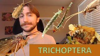 Trichoptera: The Caddisflies - Order Spotlight