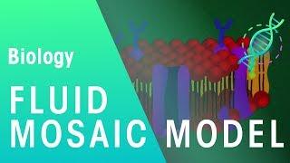 Fluid mosaic model | Cells | Biology | FuseSchool