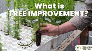 What is Tree Improvement? - Growing more resilient trees for the future