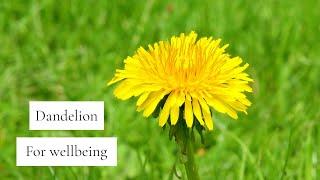 Dandelion for Wellbeing