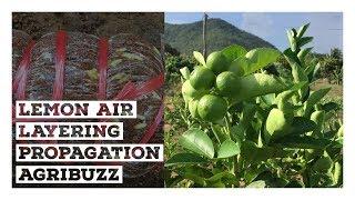 Lemon Air Layering Propagation