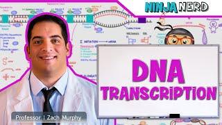 Cell Biology | DNA Transcription 