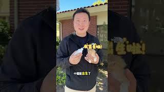 湾区猫咪领养！满月小猫咪找领养 #湾区房产 #湾区房产 #realestate #硅谷买房 #openhouse #湾区买房 #湾区买房 #home