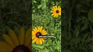 Starting a wildflower meadow from native SEEDS! Pt3 #gardening