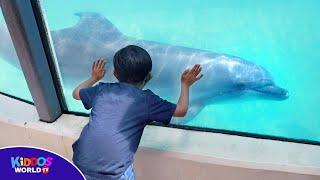 Marineland Canada Tour - Marine Animal Show and Attractions