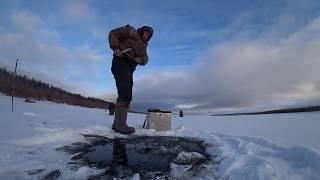 Дикий клев окуня НАЧАЛО catch of perch 2018, part 1Yakutia Якутия