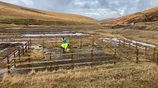 Sampling RCG at Wanlockhead site