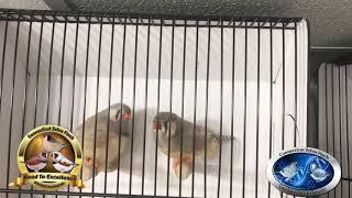 Dominant silver zebra finch  pair 2018