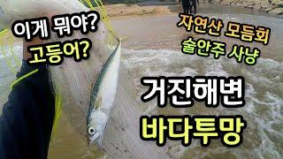 거진해변 자산천 바다투망, 숭어투망, 고등어투망, 전어투망, 은어투망, cast net fishing pesca വല എറിയുന്നു, إلقاء شبكة