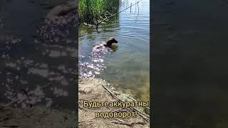 Будьте Аккуратны Водоворот! #shorts