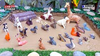 Cute Farm and Adorable Zoo Animals Mud Adventure Live for Kids | Kidiez World TV