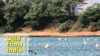 Greater Flamingo (Phoenicopterus ruber) flying low over lake