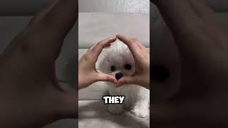 Super Cute Maltese Puppy Melts Hearts! #cutedogs #pets #maltesedog #funnydogs #puppy #maltipoo