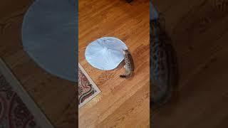 smartykat