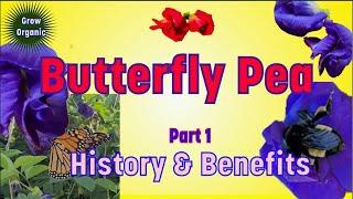 Butterfly Pea History and Benefits| Aparajita Part1 | Shankhapushpi