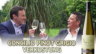 Pinot Grigio 2019 – Concilio – Verkostung