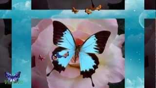 Irena Jarocka - Motylem jestem - I'm a butterfly - TEKST