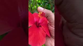 Wildlife #shortfeed #shortvideo    #shortfeed2022 #nature #naturelover #trees #shortvideo #hibiscus