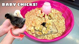 BABY CHICKS SAVED GET A NEW HOME!