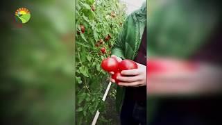 Томаты и Фульвитал Плюс.
