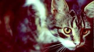The Cats. Basya