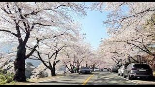 하동십리벚꽃길 [화개장터~쌍계사 5km ] Driving through the Blossom Road in Korea