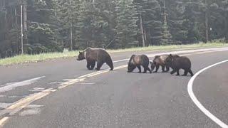 4 Grizzly Bears on Road Again