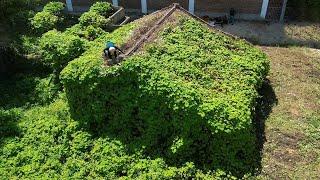 People think we're crazy to mowing overgrown lawn and cleaning this 100year abandoned house for free