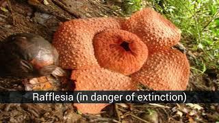 Extinct flowers and plants and others in danger