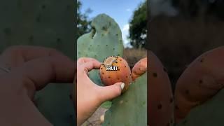 Cactus Farming 