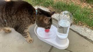 Cheerble Cat Water Dispenser with Reusable Filter, Automatic Pet Water Fountains Gravity