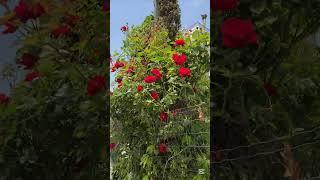 #погода #море #болгария #пробки #солнечныйберегболгария