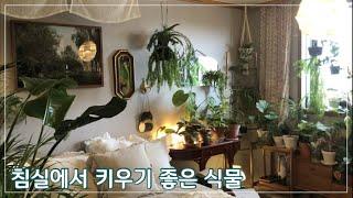 키우기 쉽고 플랜테리어 하기 좋은 식물 _ 새로 구입한 식물소개ㅣplant room tourㅣindoor plants