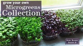 Sow Right Seeds | Large Microgreens Seed Starter Kit