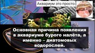 Диатомовые водоросли, основная причина появления.