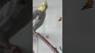 Милый попугай Корелла | Весёлый попугай