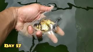 No Astaxanthin Goldfish Experiment / Natural Color Change