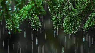 Light Rain in the Woods   Relaxing Rainstorm White Noise for Sleep