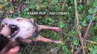 Шок! Кабан порезал собаку: неожиданная встреча в лесу!