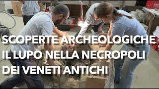 Scoperte archeologiche, compare il lupo nelle tombe dei Veneti Antichi in scavo padovano